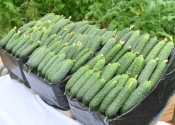 ТҮРКІСТАН: ОРДАБАСЫ АУДАНЫНДА 4 МЛРД ТЕҢГЕДЕН АСТАМ АУЫЛ ШАРУАШЫЛЫҚ ӨНІМІ ӨНДІРІЛГЕН