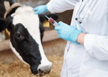 Шымкентте ветеринариялық қауіпсіздік тұрақты бақылауда