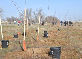 ШЫМКЕНТТЕ КӨКТЕМНІҢ АЛҒАШҚЫ АПТАСЫНДА 20 МЫҢ ТҮП АҒАШ ОТЫРҒЫЗЫЛДЫ