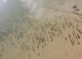 ТҮРКІСТАН: СОЗАҚ АУДАНЫНДА БАЛЫҚ ШАРУАШЫЛЫҒЫ ҚАРҚЫНДЫ ДАМЫП КЕЛЕДІ