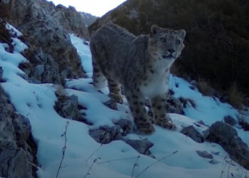 Ақсу-Жабағылы қорығында қар барысы видеоға түсіп қалды