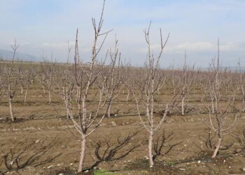 Түркістан : Түлкібаста 50 гектардан астам жерге шие көшеті отырғызылады