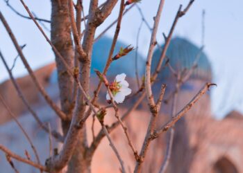 ЯСАУИ КЕСЕНЕСІНІҢ АУМАҒЫНДА САКУРА ГҮЛДЕДІ