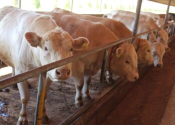 ОРДАБАСЫЛЫҚ 40 КӘСІПКЕР КЕПІЛСІЗ НЕСИЕ АРҚЫЛЫ КӘСІБІН ДАМЫТУҒА КІРІСТІ