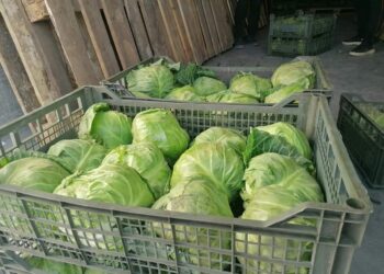 ЖЕТІСАЙЛЫҚ ДИҚАНДАР ҚЫРЫҚҚАБАТТЫҢ АЛҒАШҚЫ ӨНІМІН ЭКСПОРТТАДЫ