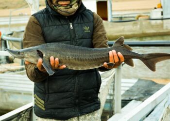 ТҮРКІСТАН ОБЛЫСЫНДА 134 ӨЗЕН – КӨЛДЕ БАЛЫҚ ӨСІРІЛЕДІ