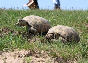 ТҮРКІСТАН: САРЫАҒАШТА ТАСБАҚАЛАР ТАБИҒАТ АЯСЫНА ҚАЙТА ЖІБЕРІЛДІ