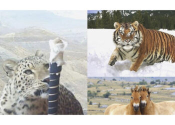 Қазақстанның Қызыл кітабына тағы үш жануар енгізілді