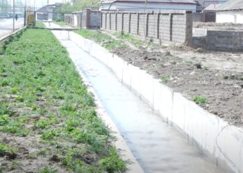 КЕЛЕС АУДАНЫНДА 300 ГЕКТАР СУАРМАЛЫ ЕГІСТІК ЖЕРГЕ АҒЫН СУ ЖЕТКІЗІЛДІ