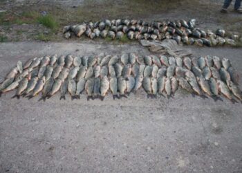 САРЫАҒАШТЫҚ БРАКОНЬЕРЛЕРДЕН 150 КЕЛІГЕ ЖУЫҚ БАЛЫҚ ТӘРКІЛЕНДІ