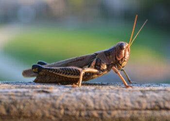 ШЕГІРТКЕ ЗИЯНКЕСТЕРІН АНЫҚТАУ МАҚСАТЫНДА ТЕКСЕРУ БАСТАЛДЫ