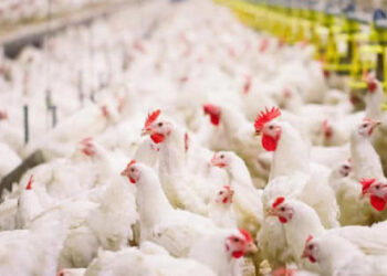 ЖЕТІСАЙДА ТӘУЛІГІНЕ 30 ТОННА ТАУЫҚ ЕТІН ӨНДІРЕТІН ФАБРИКАНЫҢ ҚҰРЫЛЫСЫ БАСТАЛАДЫ