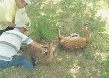 ШЫМКЕНТТЕ БҰҒЫНЫ ӨЛТІРІП АЛДЫ