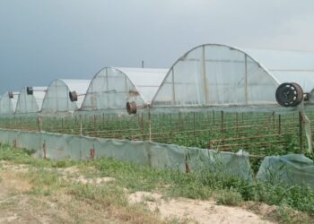 ЖЫЛЫЖАЙ ӨНІМІ РЕСЕЙ НАРЫҒЫНДА СҰРАНЫСҚА ИЕ