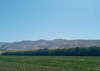 ТҮЛКІБАС АУДАНЫНДА 185 ШАРУА ҚОЖАЛЫҚ БИЫЛҒЫ ЖЫЛЫ БІР АЛҚАПТАН 2-3 ӨНІМ АЛУДЫ КӨЗДЕП ОТЫР…