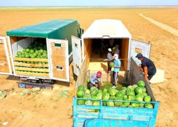 ШАРДАРАЛЫҚ ДИҚАНДАР БАҚША ӨНІМДЕРІН ЭКСПОРТТАУДЫ БАСТАДЫ