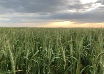 ТҮРКІСТАН ОБЛЫСЫНДА «КЕҢ ДАЛА» БАҒДАРЛАМАСЫ ҚАРҚЫН АЛДЫ