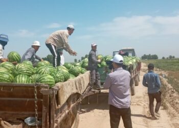 ЖЕТІСАЙ ҚАРБЫЗДАРЫ РЕСЕЙГЕ ЭКСПОРТТАЛУДА