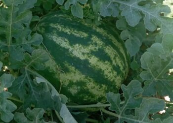 ШАРДАРАНЫҢ АЛҒАШҚЫ ҚАРБЫЗДАРЫ ЭКСПОРТҚА ШЫҒАРЫЛАДЫ