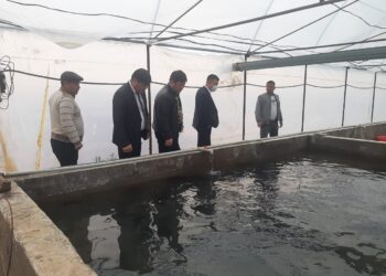 ТҮРКІСТАН: КЕЛЕС АУДАНЫНДА АФРИКА ЖАЙЫНЫ ӨСІРІЛУДЕ