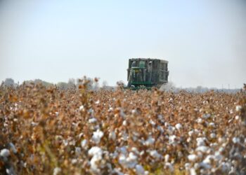 ТҮРКІСТАН: ЖЫЛ БАСЫНАН БЕРІ 170 МЛРД.ТГ. АУЫЛ ШАРУАШЫЛЫҒЫ ӨНІМІ ӨНДІРІЛДІ