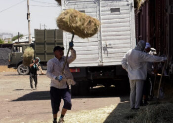 МАҢҒЫСТАУҒА 1000 ТОННАҒА ЖУЫҚ МАЛ АЗЫҒЫ ЖӨНЕЛТІЛДІ