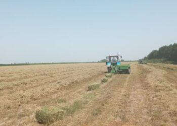 ОРДАБАСЫ АУДАНЫ ӨЗІНДІК ҚАЖЕТТІ ЖЕМ-ШӨПТІҢ 77 ПАЙЫЗЫН ЖИНАП ҮЛГЕРДІ