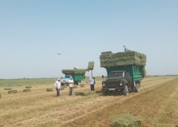 ОРДАБАСЫ АУДАНЫ ӨЗІНДІК ҚАЖЕТТІ ЖЕМ-ШӨПТІҢ 77 ПАЙЫЗЫН ЖИНАП ҮЛГЕРДІ
