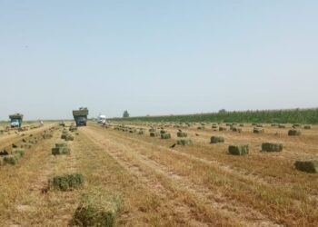 ОРДАБАСЫ АУДАНЫ ӨЗІНДІК ҚАЖЕТТІ ЖЕМ-ШӨПТІҢ 77 ПАЙЫЗЫН ЖИНАП ҮЛГЕРДІ