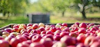 ҚАЗАҚСТАН ОРГАНИКАЛЫҚ ӨНІМ ЭКСПОРТЫ БОЙЫНША КӨШБАСШЫЛАРДЫҢ БІРІ