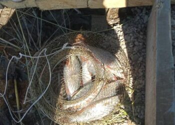 Түркістан: «Жетікөлден» 20 келіден астам балық ауланды