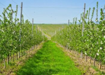 ТҮРКІСТАН ОБЛЫСЫНДА ҚАРҚЫНДЫ БАУ КӨЛЕМІ 3,9 МЫҢ ГЕКТАРҒА ЖЕТТІ