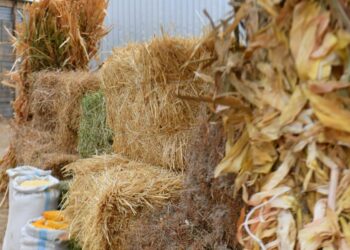 ТҮРКІСТАН ОБЛЫСЫНДА 4,1 МИЛЛИОН ТОННА МАЛ АЗЫҒЫ ӘЗІРЛЕНДІ