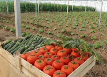 САРЫАҒАШ АУДАНЫНЫҢ ЖЫЛЫЖАЙ КӨЛЕМІ 700 ГЕКТАРҒА АРТТЫ