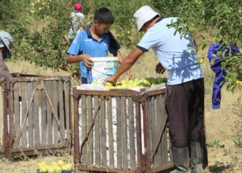 ТҮЛКІБАСТЫҚ БАҒБАНДАР 25 МЫҢ ТОННАДАН АСТАМ КҮЗДІК АЛМА ЖИНАДЫ