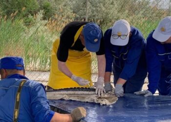 БАЛЫҚ РЕСУРСТАРЫ ЖАСАНДЫ ЖОЛМЕН МОЛАЙТЫЛУДА