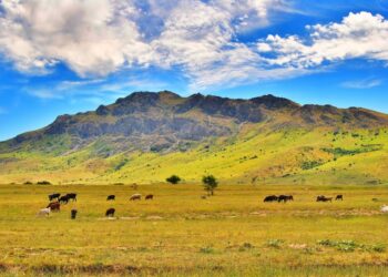 ТҮРКІСТАН ОБЛЫСЫНДА 120 МЫҢ ГЕКТАРҒА ЖУЫҚ ЖАЙЫЛЫМДЫҚ ЖЕР ОРТАҚ ПАЙДАЛАНУҒА БЕРІЛДІ