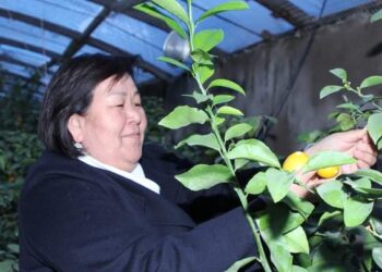 АРЫСТЫҚ ШАРУАЛАР ЛИМОН ӨСІРУДІ ҚОЛҒА АЛДЫ