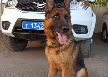 КҮДІКТІ — ҚЫЗМЕТТІК ИТТІҢ КӨМЕГІМЕН ҰСТАЛДЫ