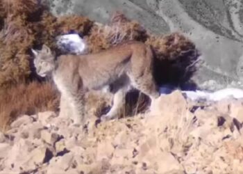 ҚЫЗЫЛ КІТАПҚА ЕНГЕН ТҮРКІСТАН СІЛЕУСІНІ ФОТОТҰЗАҚҚА ТҮСІП ҚАЛДЫ