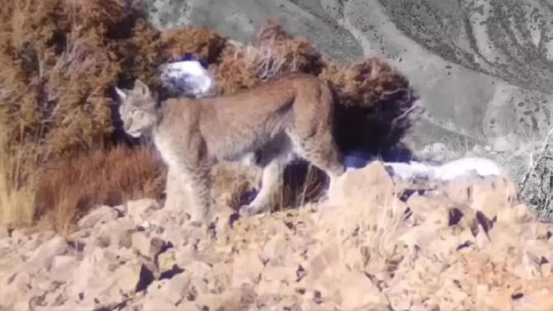 Қаншықтар еркектерді жұлып алып, оларды жалап жібереді