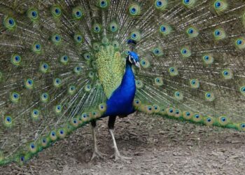 САРЫАҒАШ АУДАНЫНДА ТАУЫС ҚҰСЫ ӨСІРІЛУДЕ