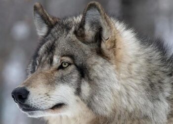 ҚАЗАҚСТАНДА ҚАСҚЫР ЖОЙЫЛМАЙДЫ