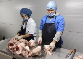 АҚМОЛА ОБЛЫСЫНДА ЖАҢА ҚҰС ФАБРИАСЫ ІСКЕ ҚОСЫЛДЫ