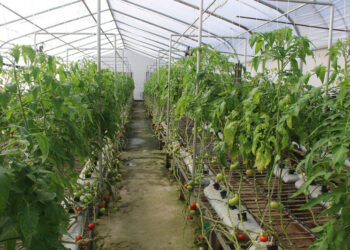 Владельцы теплиц в Туркестанской области заявляют, что они на грани банкротства