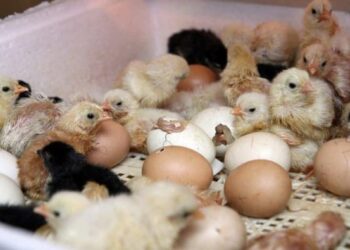 КЕНТАУДА 40 МЫҢ БАС ҚҰСҚА АРНАЛҒАН ФАБРИКА АШЫЛАДЫ