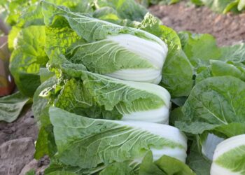 ТҮРКІСТАН ОБЛЫСЫНЫҢ АЛҒАШҚЫ ҚЫРЫҚҚАБАТ ӨНІМДЕРІ РЕСЕЙГЕ ЖӨНЕЛТІЛДІ