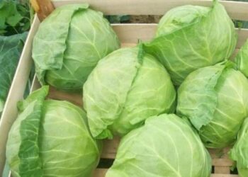 КЕЛЕСТІК ДИҚАНДАР ҚЫРЫҚҚАБАТТЫ САТУ ЖӨНІНДЕ ЕКІ ОБЛЫС ӨКІЛДЕРІМЕН КЕЛІСІМ ЖАСАДЫ