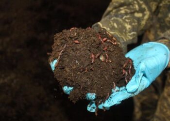 ОРДАБАСЫ АУДАНЫНДА КАЛИФОРНИЯ ШЫЛАУШЫНЫН ӨСІРУШІЛЕР КӨБЕЙДІ