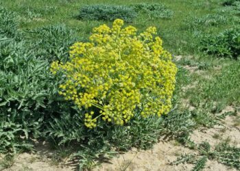 АРЫС ӨҢІРІНДЕ ДАЛАЛЫ АЙМАҚТЫ ҚАДАҒАЛАЙТЫН АРНАЙЫ ТОП ҚҰРЫЛДЫ